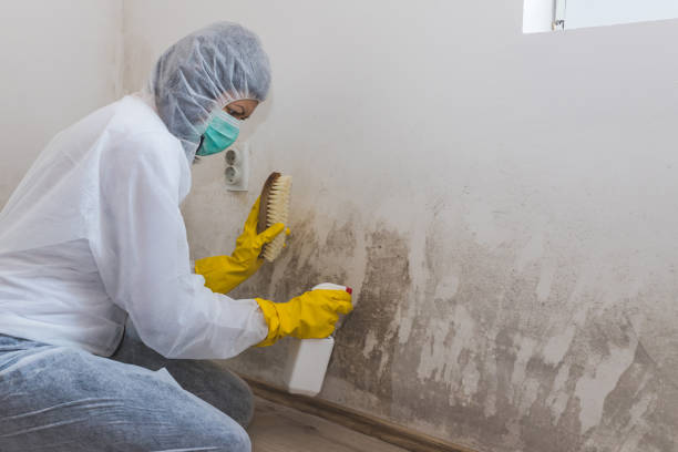 Best Mold Testing and Inspection Services in Greenfield, TN